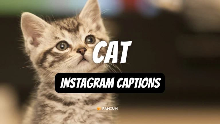Instagram Captions for Cats